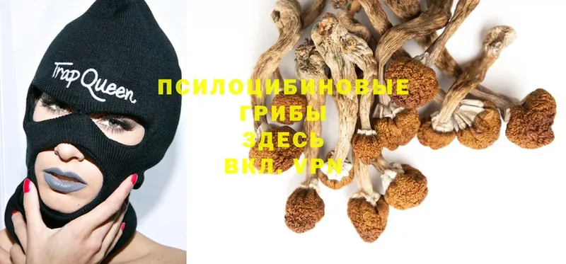 Псилоцибиновые грибы GOLDEN TEACHER Гуково