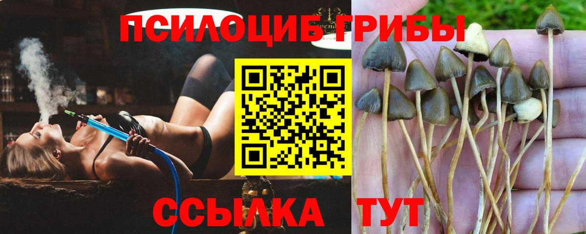 Псилоцибиновые грибы Psilocybe  Вход с VPN  Гуково 